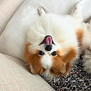 Tiffany is registered to the contest to win money with this photo: dog, fluffy, upside_down, tongue_out, couch, cushion, leopard_print, pet, indoor, cute, playful, fur, small_dog, relaxed, animal, companion, white, brown, soft, cozy