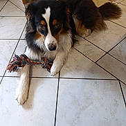 Ace a rejoint le concours — aidez-le/la à gagner de superbes lots ! dog, toy, rope_toy, floor, tile_floor, indoor, pet, animal, fur, black, white, brown, paw, laying_down, looking, playful, domestic, canine, resting, household