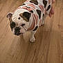 bulldog, dog, pet, costume, sweater, pink, brown, white, floor, wooden_floor, indoor, furniture, chair, animal, cute, portrait, standing, expression, domestic, mammal