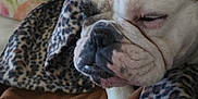 Bella Sue is registered to the contest to win money with this photo: bulldog, dog, pet, sleepy, close_up, blanket, leopard_print, animal, fur, face, snout, whiskers, resting, cozy, indoor, brown, white, black, wrinkles, cute