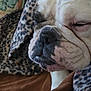 bulldog, dog, pet, sleepy, close_up, blanket, leopard_print, animal, fur, face, snout, whiskers, resting, cozy, indoor, brown, white, black, wrinkles, cute