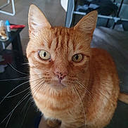 Foxy a rejoint le concours — aidez-le/la à gagner de superbes lots ! cat, orange_tabby, whiskers, indoor, pet, feline, close_up, curious, green_eyes, sitting, animal, domestic_cat, fur, ears, nose, eyes, portrait, household, background, soft_lighting