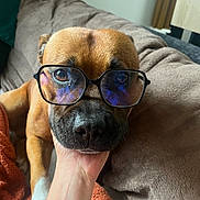 Piwi a rejoint le concours — aidez-le/la à gagner de superbes lots ! dog, glasses, pet, face, hand, couch, blanket, brown_fur, white_paw, indoor, cozy, resting, close_up, expression, human_hand, nose, ears, animal, companion, comfort