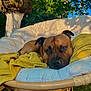 dog, outdoor, chair, cushion, wicker, yellow_towel, greenery, tree, sunlight, relaxed, pet, animal, face, brown_dog, nature, grass, resting, garden, cozy, daylight