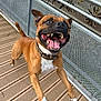 Piwi participe au concours pour gagner de l'argent avec cette photo : dog, jumping, happy, playful, outdoor, wooden_deck, metal_railing, brown_dog, white_paws, collar, tongue_out, teeth, canine, pet, animal, excited, energetic, daylight, nature, fence