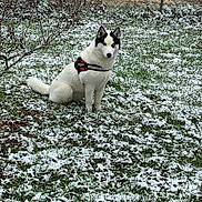 Stella a rejoint le concours — aidez-le/la à gagner de superbes lots ! accessories, animal, backyard, canine, dog, grass, grove, husky, land, nature, outdoors, pet, plant, puppy, soil, strap, tree, vegetation, woodland, yard