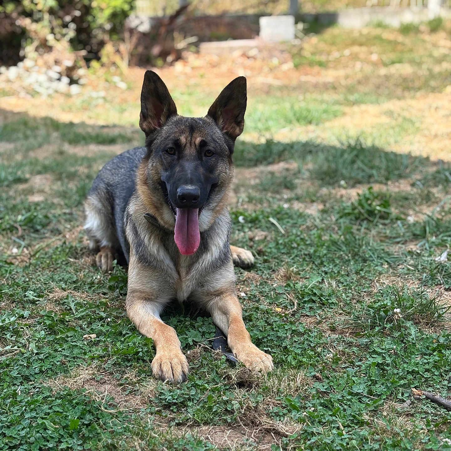 Laïka a rejoint le concours — aidez-le/la à gagner de superbes lots ! animal, backyard, bodypart, canine, dog, germanshepherd, grass, green, mouth, nature, outdoors, person, pet, plant, policedog, puppy, soil, tree, vegetation, yard