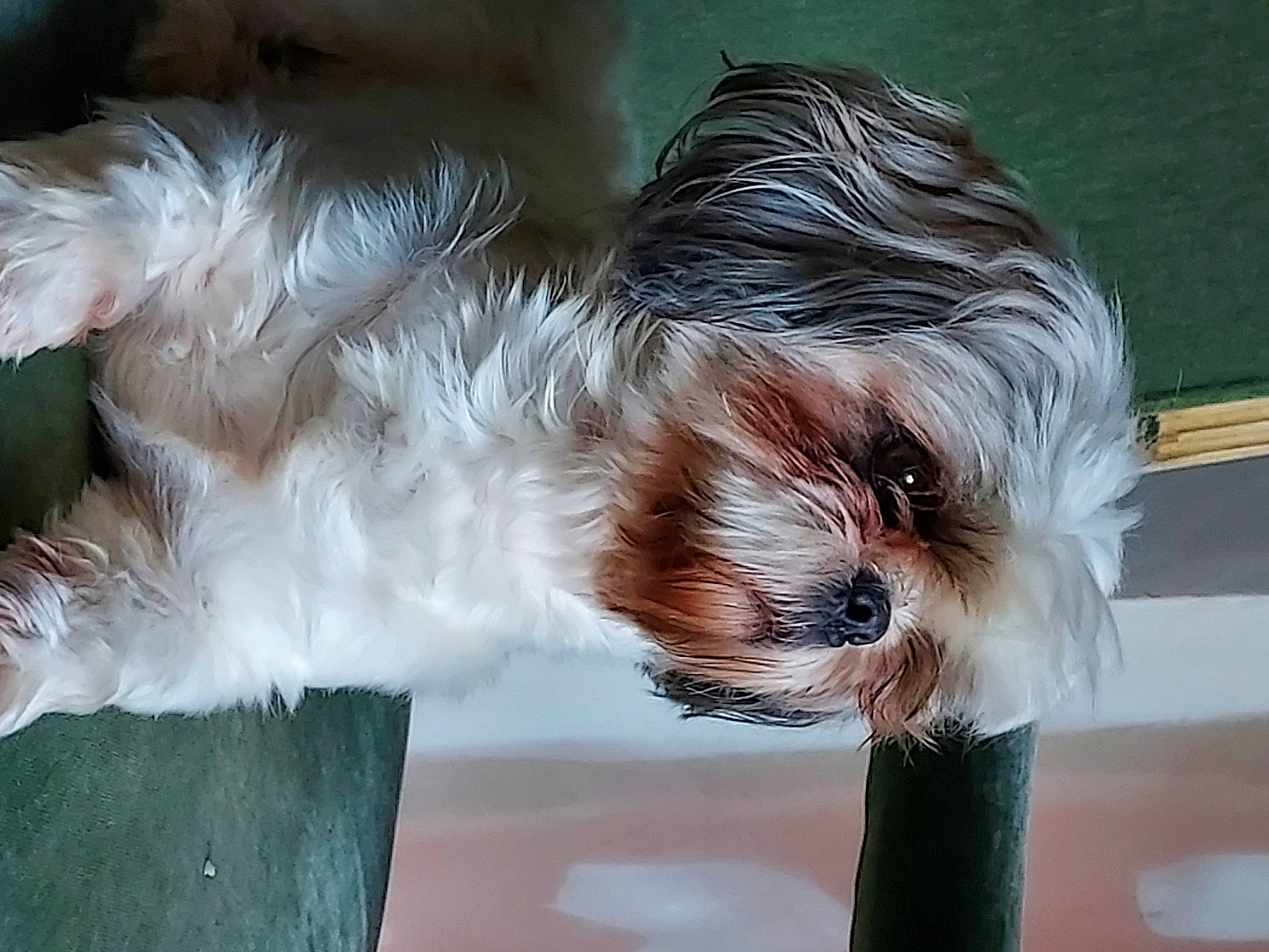 Jaïa participe au concours pour gagner de l'argent avec cette photo : biewer_terrier, canidae, carnivore, companion_dog, dog, dog_breed, dog_supply, fawn, fur, liver, puppy_love, shih_poo, shih_tzu, small_terrier, snout, sporting_group, tail, terrier, toy_dog, working_animal