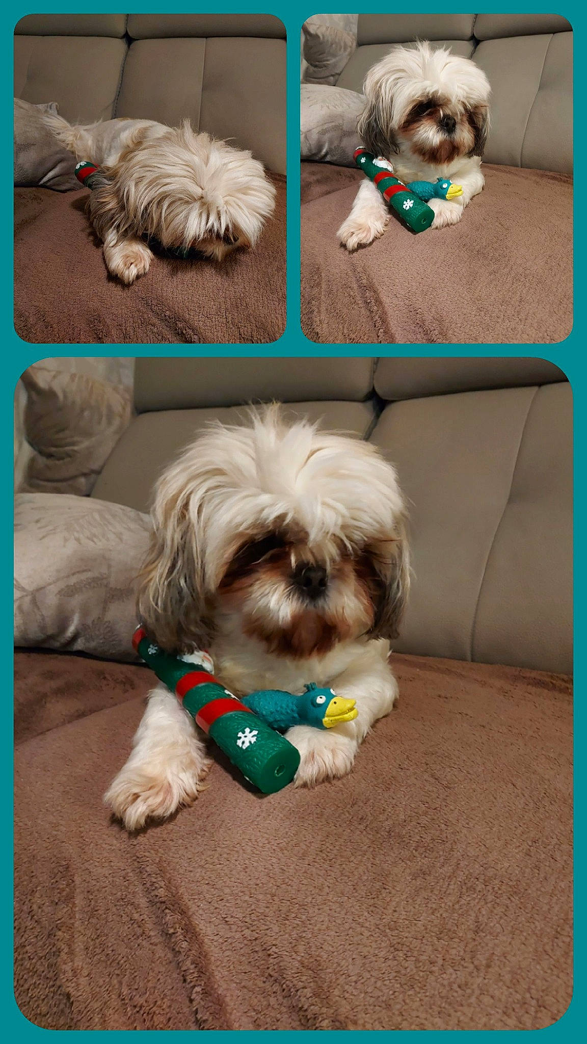 Jaïa participe au concours pour gagner de l'argent avec cette photo : canidae, carnivore, collar, companion_dog, dog, dog_breed, dog_collar, dog_supply, fashion_accessory, fawn, font, fur, liver, maltepoo, mammal, rectangle, shih_tzu, sporting_group, toy_dog, working_animal