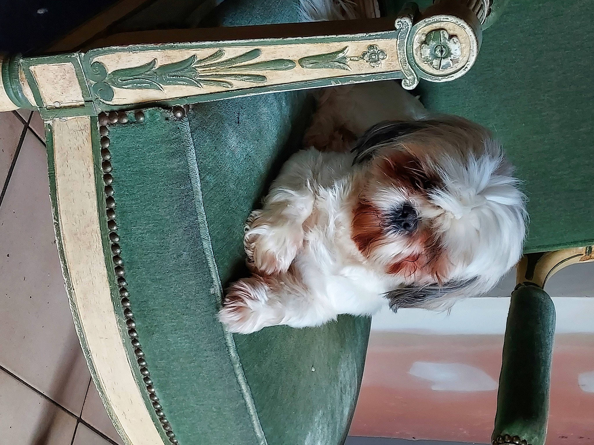 Jaïa participe au concours pour gagner de l'argent avec cette photo : bag, canidae, carnivore, collar, companion_dog, dog, dog_breed, eyewear, fashion_accessory, fawn, fur, liver, luggage_and_bags, small_terrier, sporting_group, strap, tail, terrier, toy, toy_dog