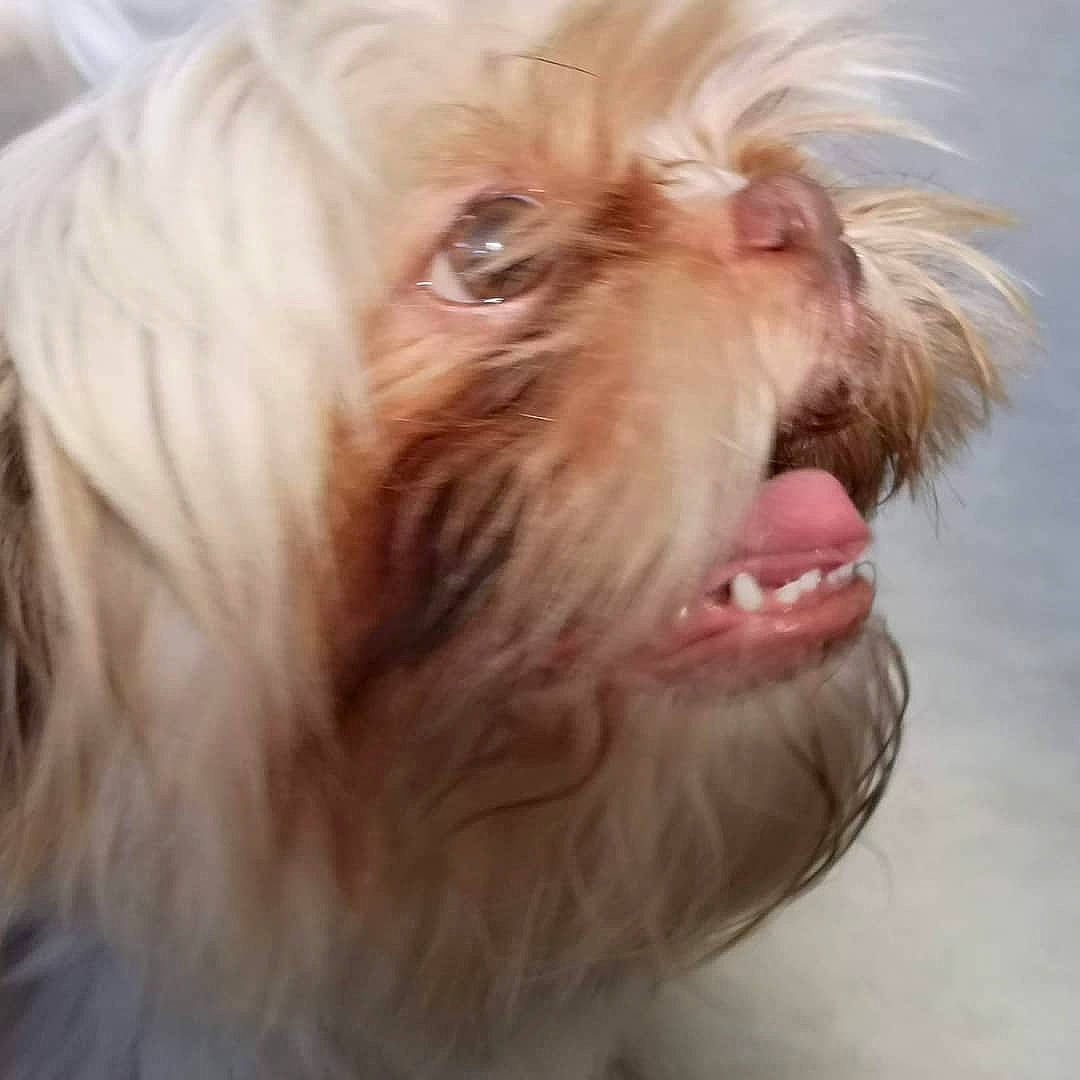 Janis a rejoint le concours — aidez-le/la à gagner de superbes lots ! blond, canidae, carnivore, close_up, companion_dog, dog, dog_breed, ear, fang, fur, liver, maltepoo, shih_poo, small_terrier, snout, sporting_group, terrier, toy_dog, whiskers, working_animal