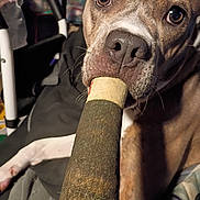 Reece is registered to the contest to win money with this photo: dog, pet, close_up, brown_fur, white_fur, nose, mouth, eyes, indoor, animal, curious, texture, cylindrical_object, lying_down, whiskers, snout, fur, household, background_blur, domestic