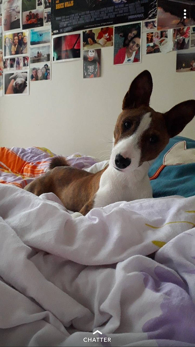 Nalyha participe au concours pour gagner de l'argent avec cette photo : basenji, bed, canidae, carnivore, companion_dog, dog, dog_breed, ear, fox_terrier, furniture, ibizan_hound, mammal, rat_terrier, smooth_fox_terrier, teddy_roosevelt_terrier, whippet
