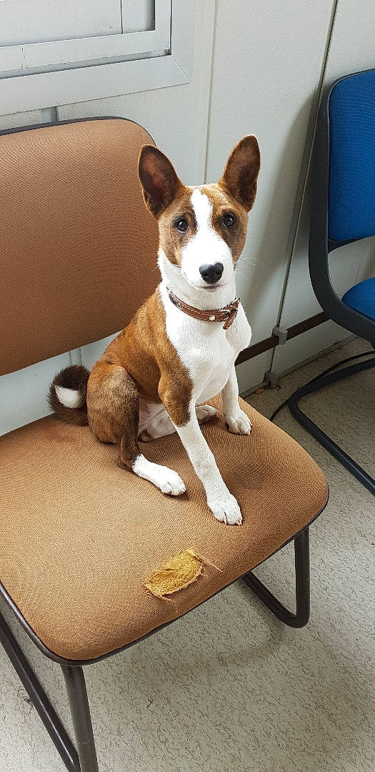 Nalyha participe au concours pour gagner de l'argent avec cette photo : basenji, canidae, carnivore, companion_dog, dog, dog_breed, fawn, mammal, teddy_roosevelt_terrier, vertebrate
