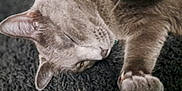 Fury is registered to the contest to win money with this photo: animal, carpet, cat, close_up, cozy, cute, domestic_cat, feline, fur, gray_cat, indoor, mammal, paw, pet, relaxed, resting, sleeping, soft, texture, whiskers