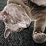 animal, carpet, cat, close_up, cozy, cute, domestic_cat, feline, fur, gray_cat, indoor, mammal, paw, pet, relaxed, resting, sleeping, soft, texture, whiskers