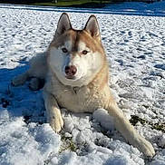 Falco a rejoint le concours — aidez-le/la à gagner de superbes lots ! animal, blue_sky, canine, daytime, dog, fur, grass, husky, laying_down, mammal, nature, outdoor, park, pet, quiet, relaxed, snow, sunlight, tree, winter