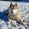 dog, husky, snow, outdoor, park, animal, pet, canine, winter, nature, sunlight, grass, laying_down, fur, daytime, blue_sky, tree, quiet, relaxed, mammal