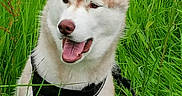 Falco participe au concours pour gagner de l'argent avec cette photo : animal, bodypart, canine, dog, eskimodog, field, grass, grassland, green, herbal, husky, mouth, nature, outdoors, person, pet, plant, puppy, tongue, whitedog