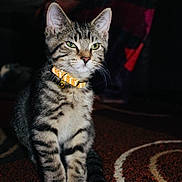 El Chulo is registered to the contest to win money with this photo: cat, tabby_cat, pet, animal, indoor, collar, orange_collar, carpet, striped, feline, whiskers, ears, paws, sitting, fur, domestic_cat, cute, alone, portrait, household