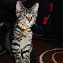 cat, tabby_cat, pet, animal, indoor, collar, orange_collar, carpet, striped, feline, whiskers, ears, paws, sitting, fur, domestic_cat, cute, alone, portrait, household