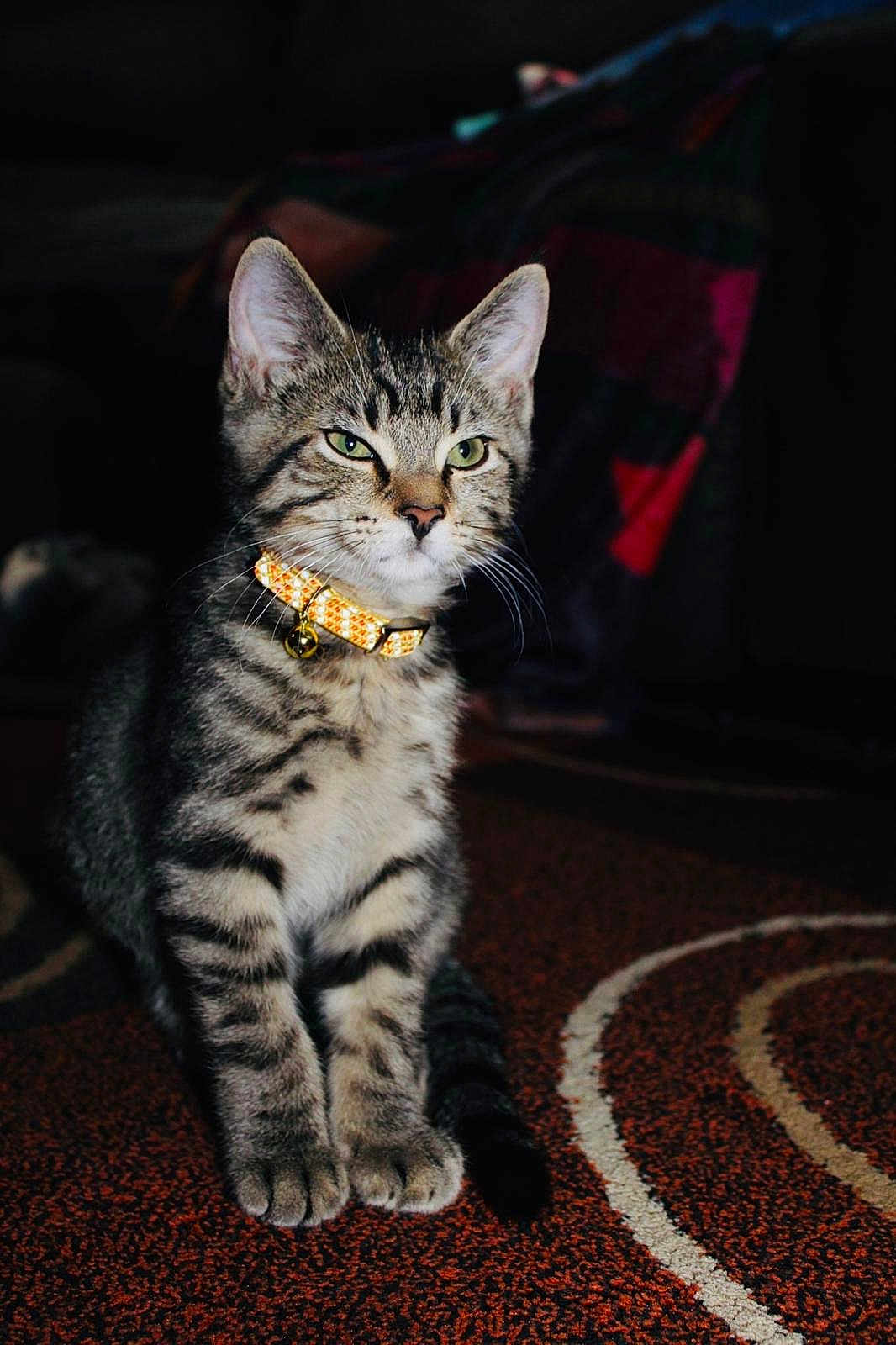 El Chulo