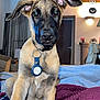 Sanka a rejoint le concours — aidez-le/la à gagner de superbes lots ! dog, puppy, collar, tag, bed, blanket, indoor, wooden_ceiling, ears, face, fur, pet, curious, sitting, remote_control, cozy, room, door, light, furniture