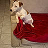 dog, puppy, white_dog, brown_patches, sitting, pet, indoors, sofa, couch, red_blanket, living_room, tile_floor, portrait, animal, short_hair, floppy_ears, side_profile, cute, cozy, home
