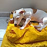 dog, puppy, white_dog, brown_patches, sleeping, lying_down, pet, animal, cushion, blanket, yellow, blue, indoor, sunlight, relaxed, floppy_ears, black_nose, paws, colorful, portrait