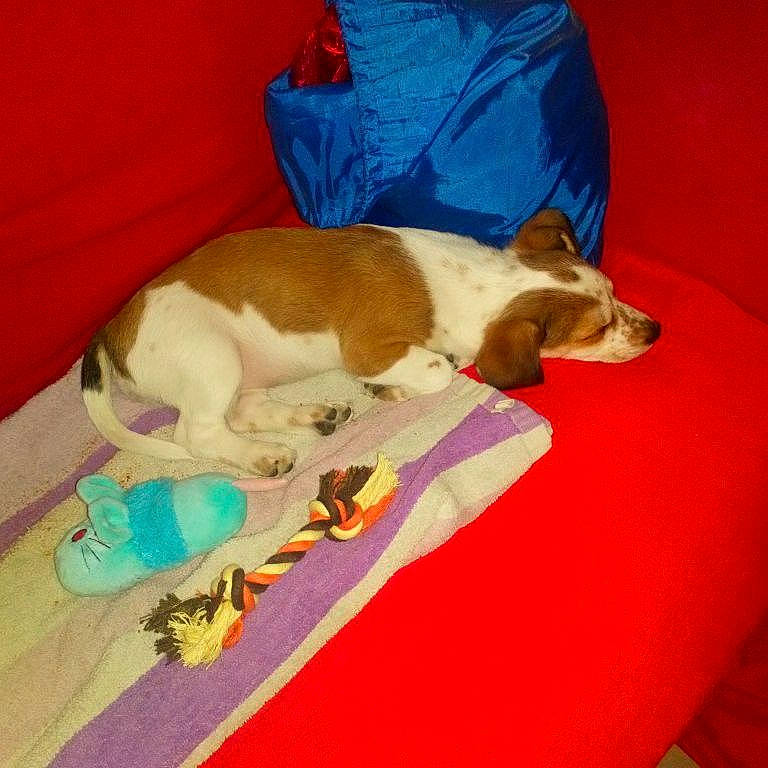 Okye a rejoint le concours — aidez-le/la à gagner de superbes lots ! basset_hound, canidae, carnivore, companion_dog, dog, dog_breed, harrier, jack_russell_terrier, mammal, puppy, rat_terrier, russell_terrier, teddy_roosevelt_terrier, treeing_feist