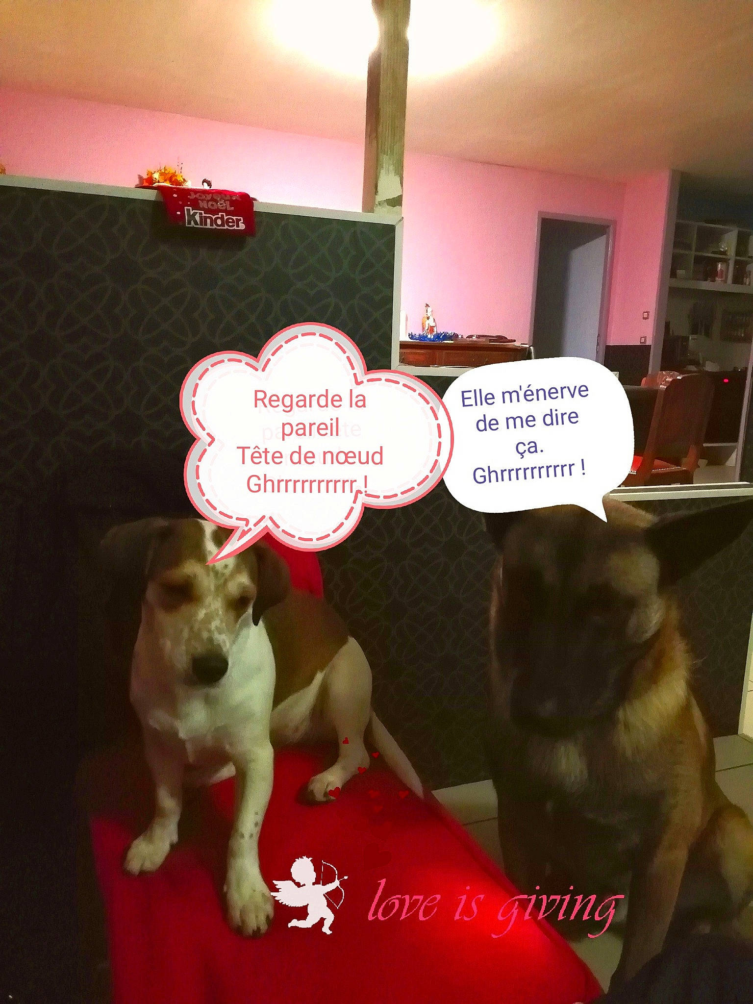Okye a rejoint le concours — aidez-le/la à gagner de superbes lots ! canidae, carnivore, companion_dog, dog, dog_breed, fawn, non_sporting_group, photo_caption, puppy, puppy_love, tail