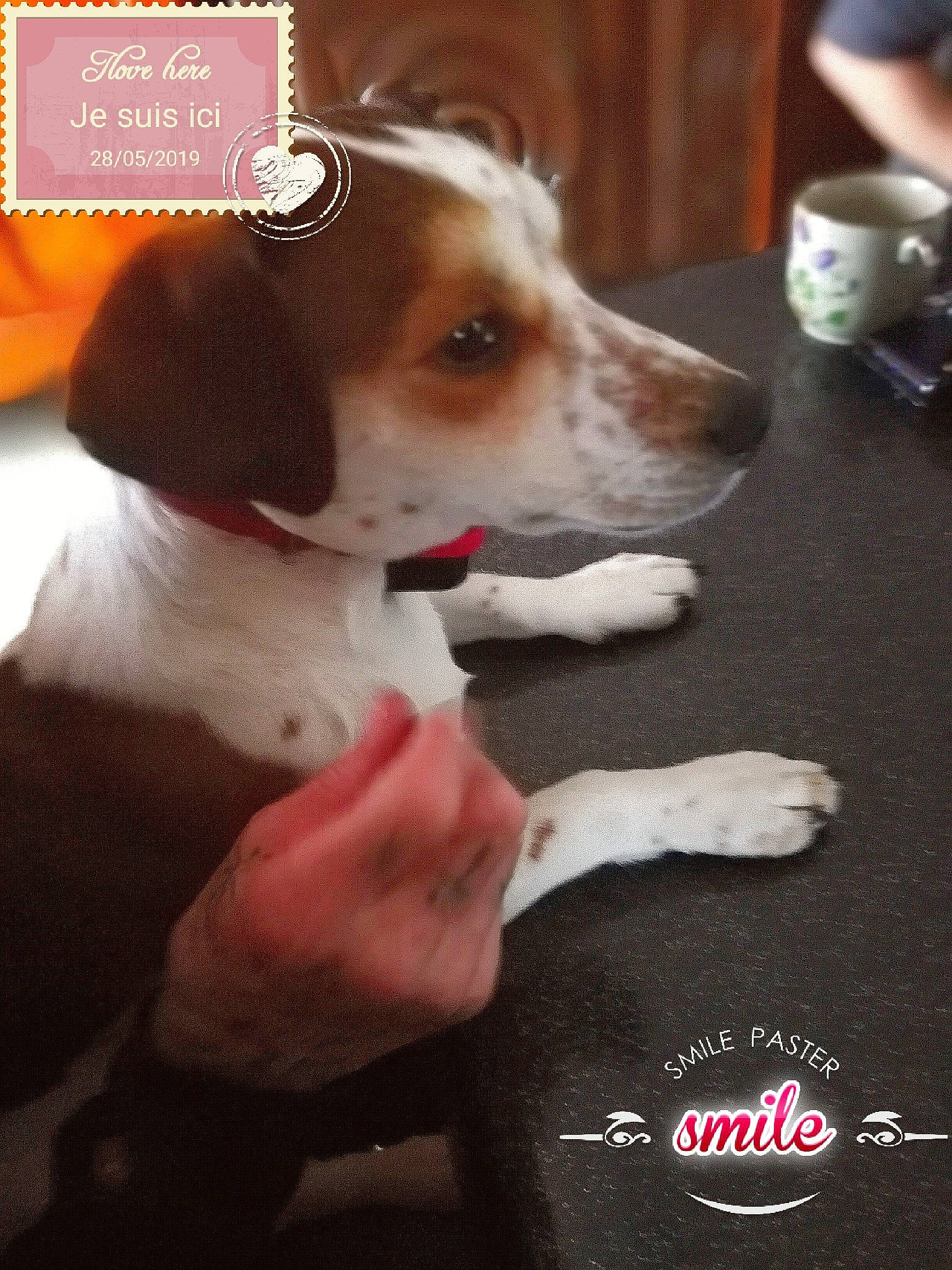 Okye participe au concours pour gagner de l'argent avec cette photo : beagle, brittany, canidae, carnivore, companion_dog, dog, dog_breed, drever, estonian_hound, harrier, mammal, photo_caption, pocket_beagle, pointer, puppy, puppy_love, rare_breed_dog, russell_terrier, sporting_group, treeing_walker_coonhound