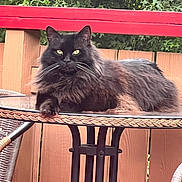 Nino joined the competition — help win amazing prizes! animal, black_cat, cat, chair, daylight, feline, fluffy, glass_table, greenery, nature, outdoor, pet, plant, red_railing, relaxed, resting, table, whiskers, wooden_fence, yellow_eyes