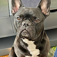 Marcel participe au concours pour gagner de l'argent avec cette photo : dog, french_bulldog, pet, indoor, close_up, black_and_white, ears, face, expression, animal, canine, fur, portrait, looking, sitting, domestic_animal, house, floor, furniture, background