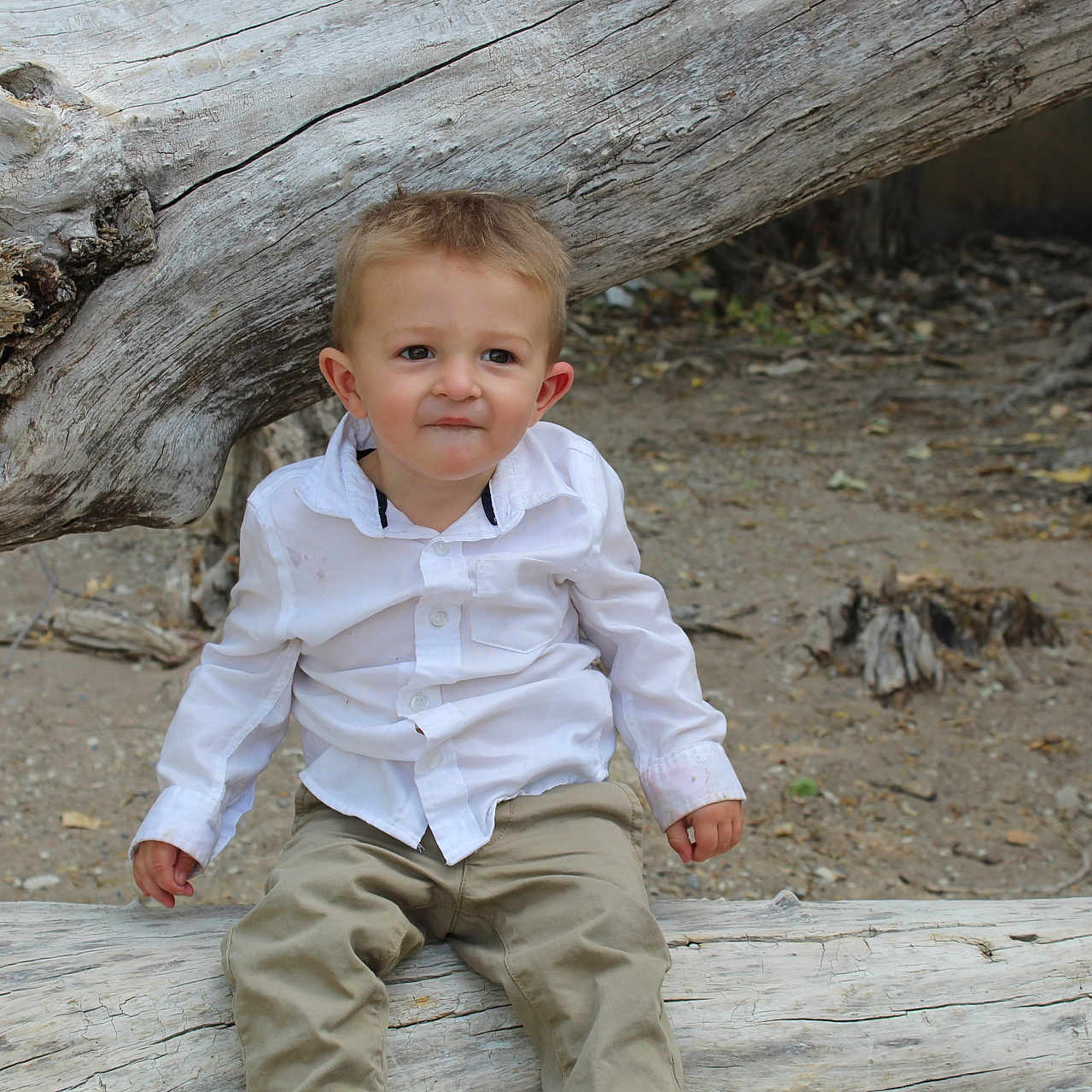 Paxton is registered to the contest to win money with this photo: boy, child, clothing, driftwood, face, head, longsleeve, male, pants, person, photography, plant, plywood, portrait, shirt, sitting, sleeve, tree, treestump, wood