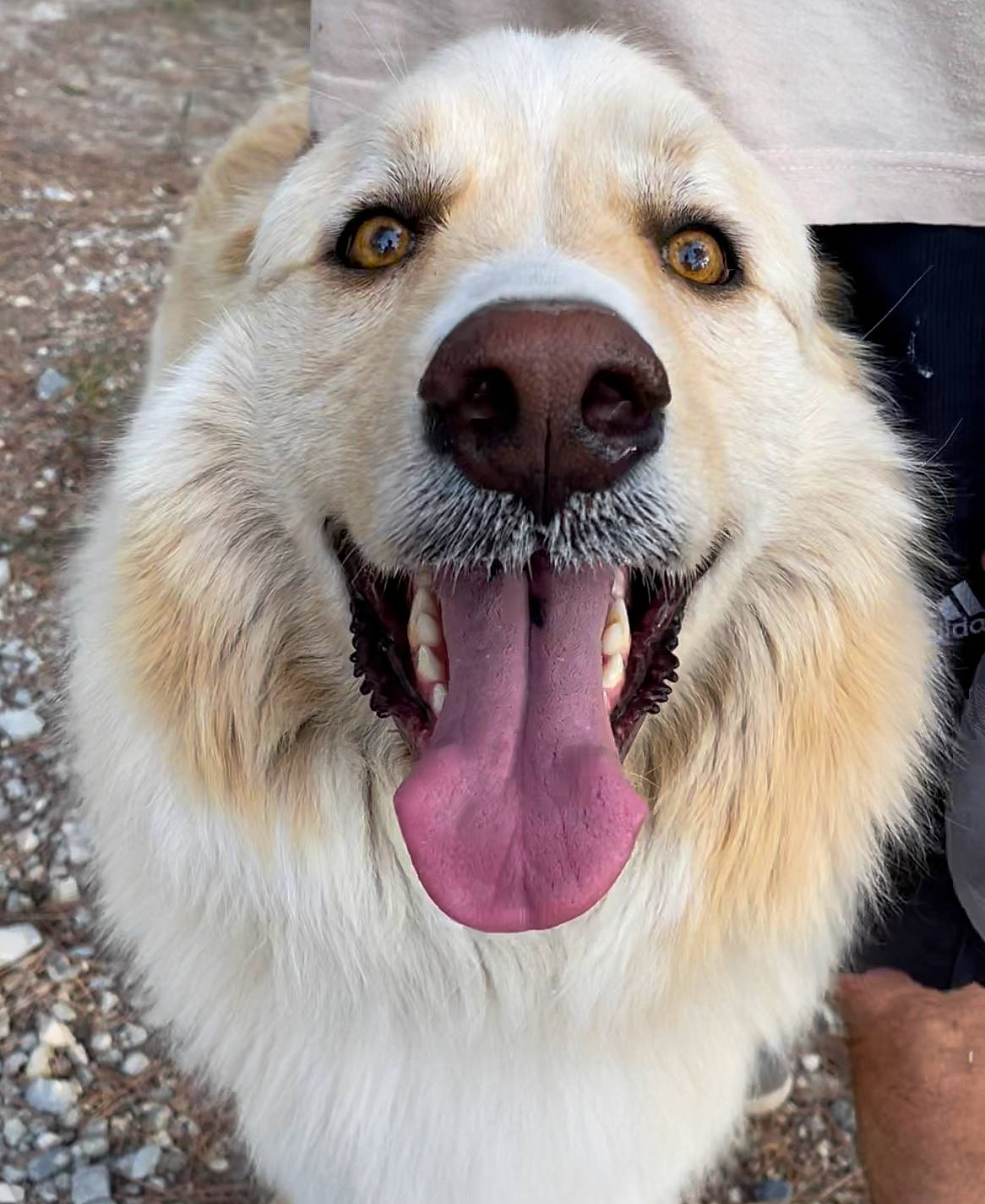 Luigi participe au concours pour gagner de l'argent avec cette photo : ancient_dog_breeds, canidae, carnivore, collar, companion_dog, dog, dog_breed, dog_collar, fang, fawn, fur, jaw, paw, shout, snout, sporting_group, terrestrial_animal, whiskers, working_animal, working_dog