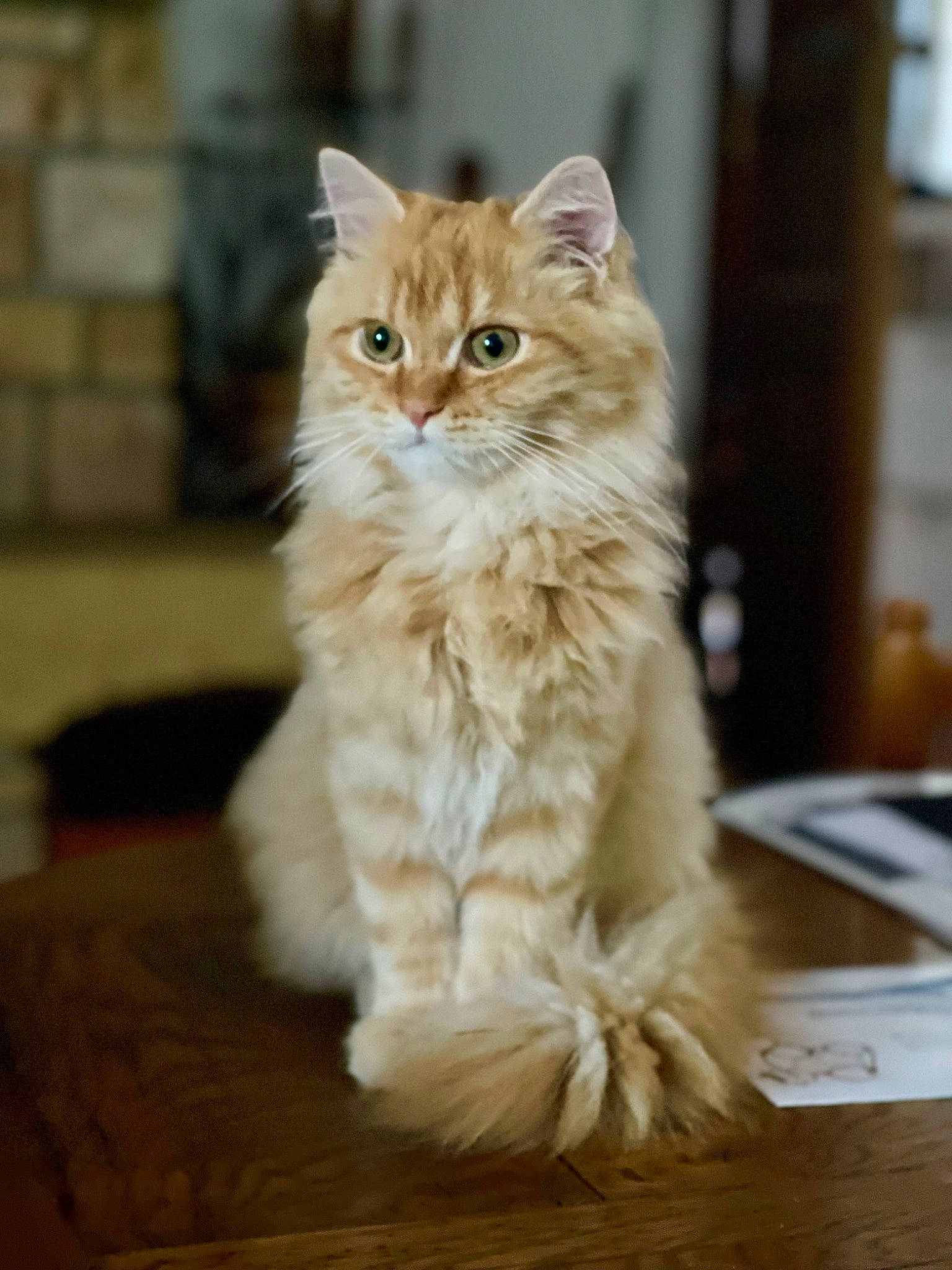 Curly a rejoint le concours — aidez-le/la à gagner de superbes lots ! british_longhair, carnivore, cat, fawn, felidae, flooring, fur, hardwood, maine_coon, persian, sitting, small_to_medium_sized_cats, snout, tail, terrestrial_animal, whiskers, wood