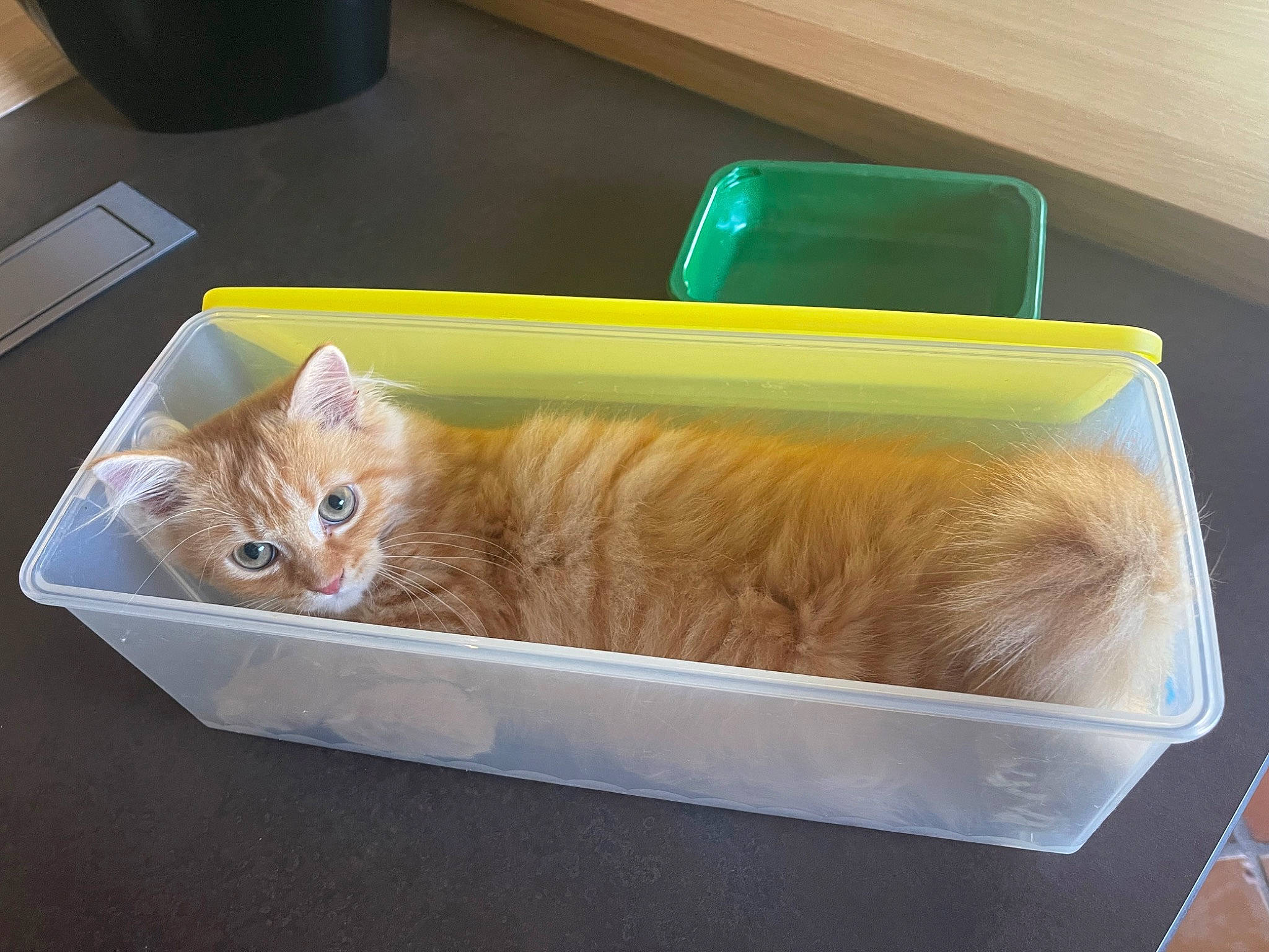 Curly a rejoint le concours — aidez-le/la à gagner de superbes lots ! box, cardboard, carnivore, cat, cat_supply, comfort_food, domestic_short_haired_cat, fawn, felidae, fur, household_supply, pet_supply, rectangle, room, shipping_box, small_to_medium_sized_cats, tail, vertebrate, whiskers, wood
