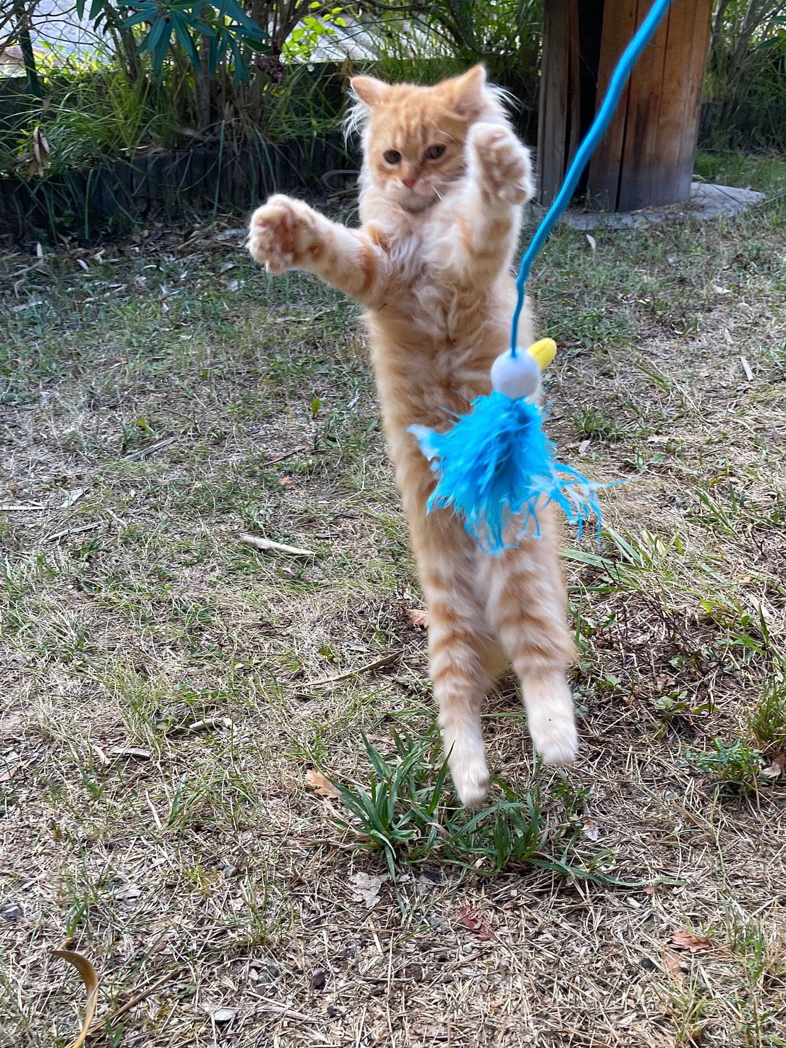 Curly a rejoint le concours — aidez-le/la à gagner de superbes lots ! canidae, carnivore, cat, claw, domestic_short_haired_cat, electric_blue, fawn, felidae, fur, grass, groundcover, plant, small_to_medium_sized_cats, soil, sporting_group, tail, terrestrial_animal, tree, whiskers, wildlife