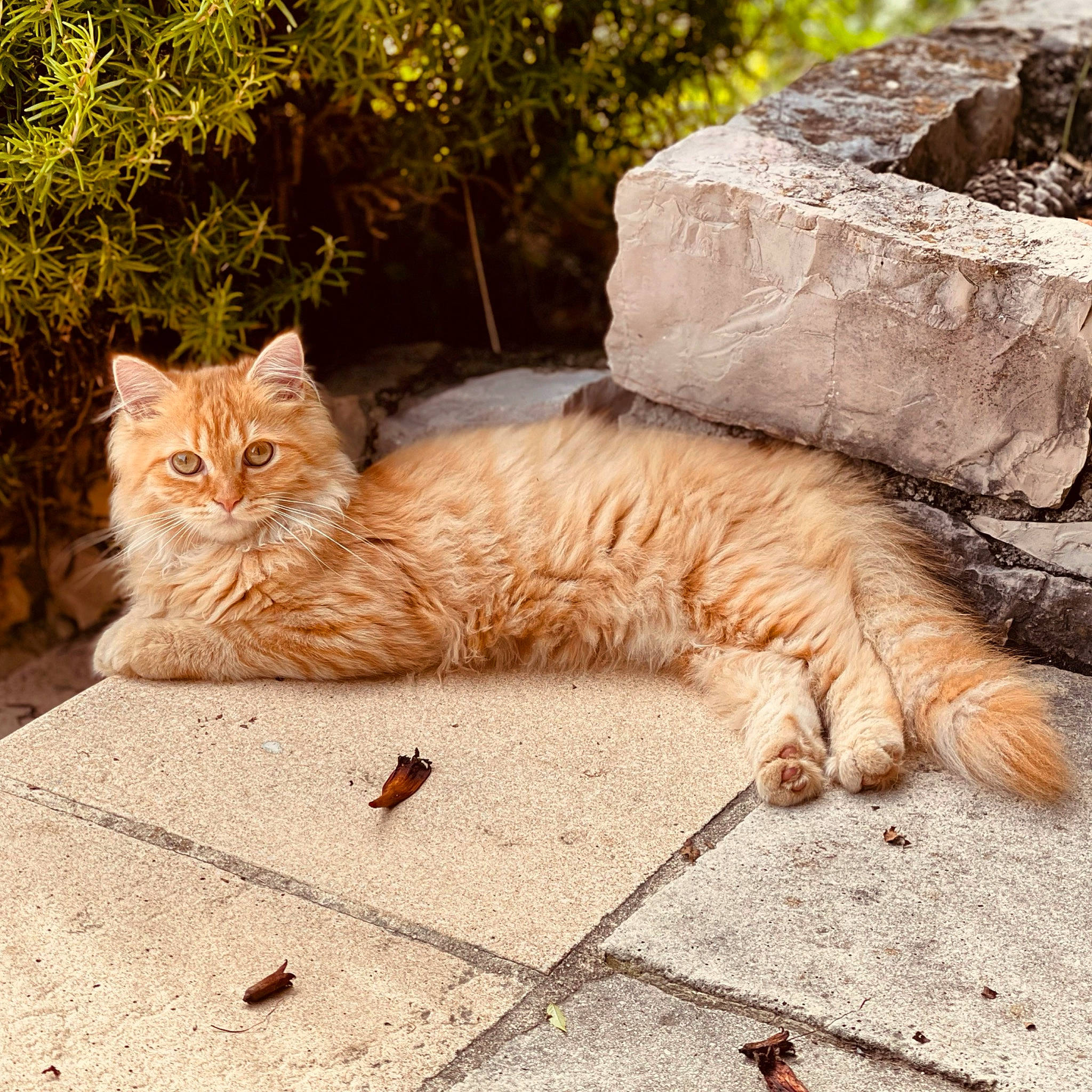Curly a rejoint le concours — aidez-le/la à gagner de superbes lots ! carnivore, cat, claw, domestic_short_haired_cat, fawn, felidae, flooring, fur, grass, paw, plant, road_surface, small_to_medium_sized_cats, snout, tail, terrestrial_animal, tree, whiskers, window, wood