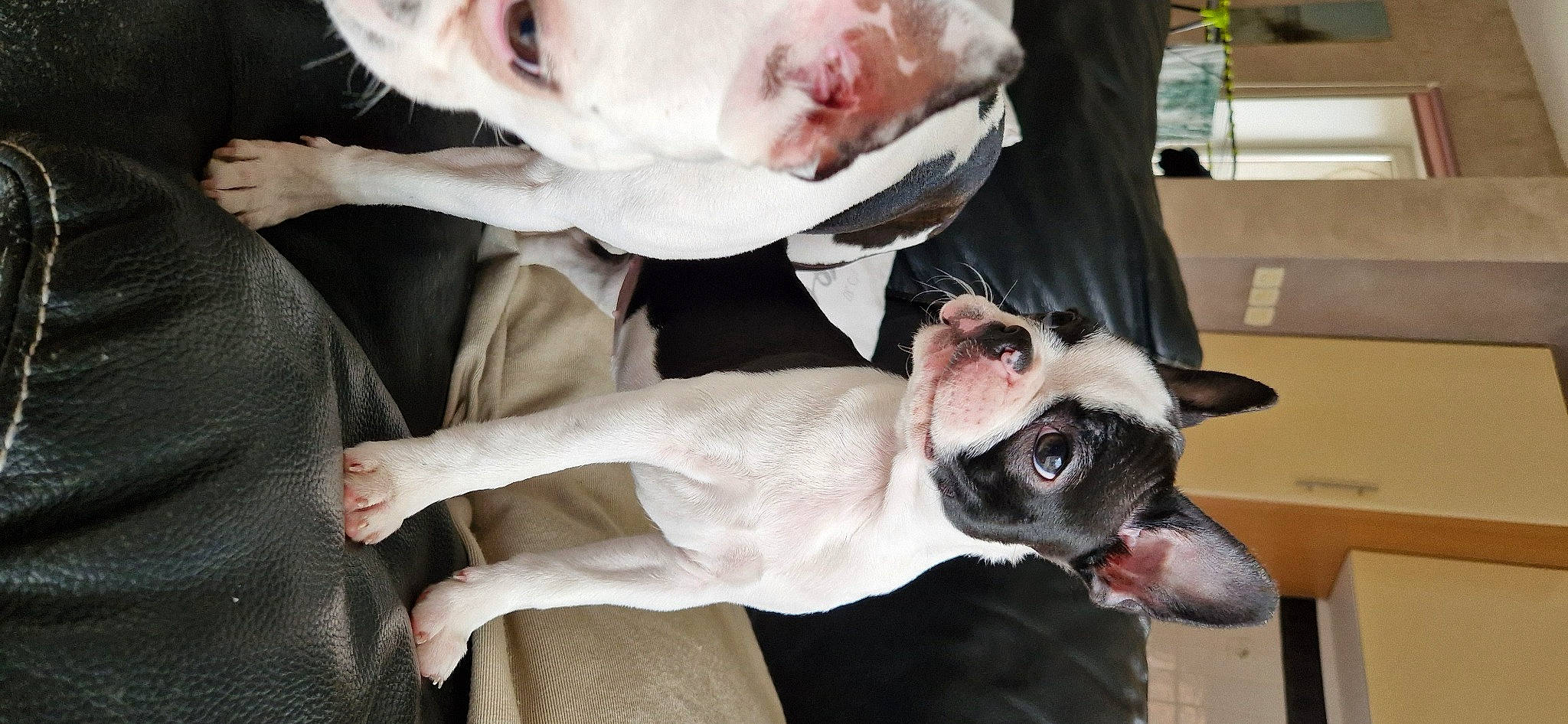 Umaï'Loo a rejoint le concours — aidez-le/la à gagner de superbes lots ! canidae, carnivore, collar, comfort, companion_dog, dog, dog_breed, ear, fang, fawn, fur, jaw, mammal, paw, snout, sporting_group, throat, whiskers, white, working_animal