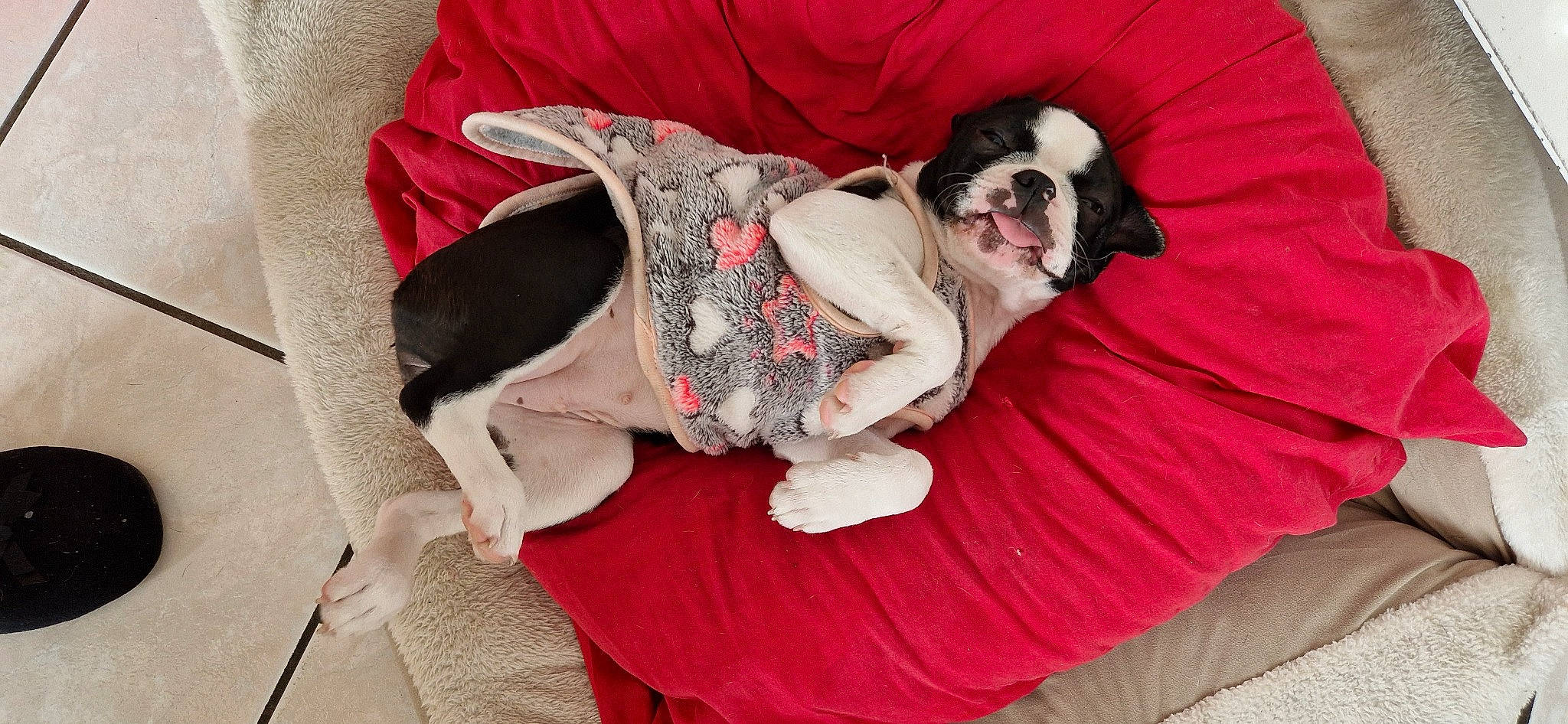 Umaï'Loo participe au concours pour gagner de l'argent avec cette photo : carmine, carnivore, comfort, companion_dog, dog, dog_bed, dog_breed, dog_clothes, dog_supply, fawn, fur, grey, linens, pattern, pet_supply, snout, sporting_group, tail, toy_dog, working_animal