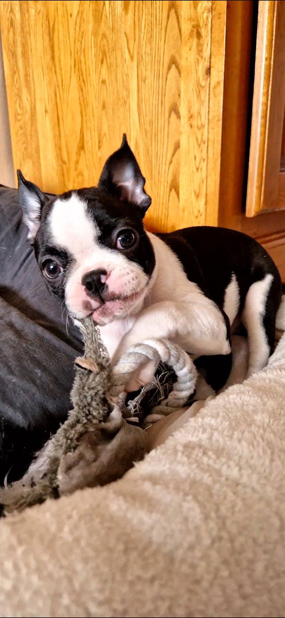 Umaï'Loo a rejoint le concours — aidez-le/la à gagner de superbes lots ! boston_terrier, canidae, carnivore, comfort, companion_dog, dog, dog_breed, ear, fawn, fur, head, non_sporting_group, paw, puppy, snout, sporting_group, terrestrial_animal, toy_dog, whiskers, working_animal