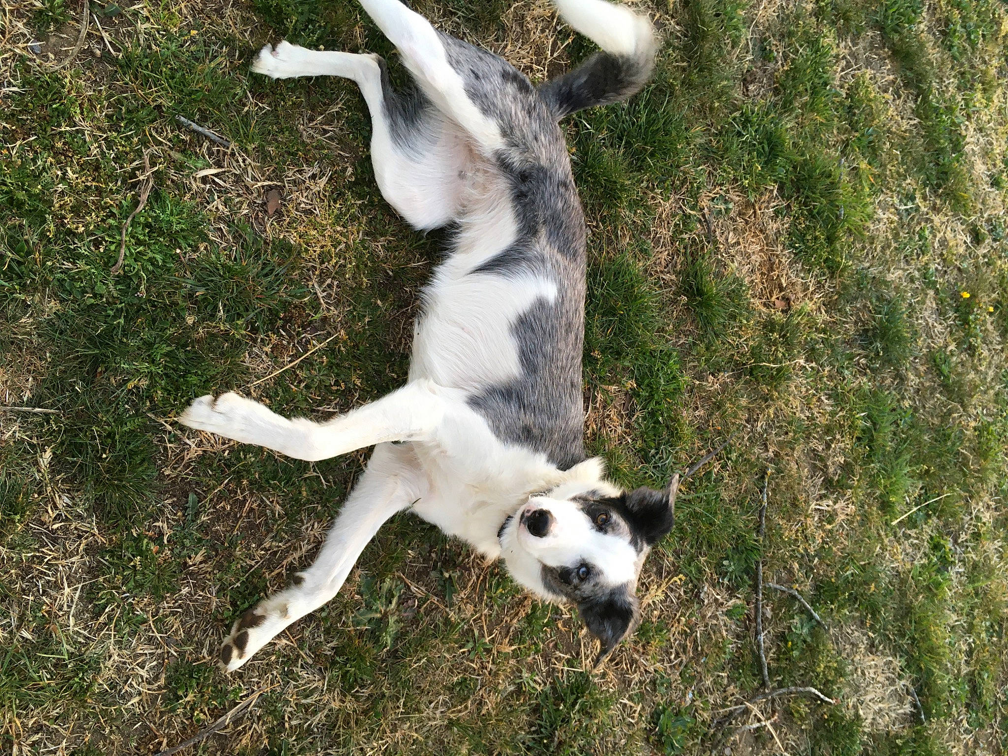 Naya a rejoint le concours — aidez-le/la à gagner de superbes lots ! canidae, carnivore, companion_dog, dog, dog_breed, mammal, pointer, rare_breed_dog, sporting_group, tail, vertebrate