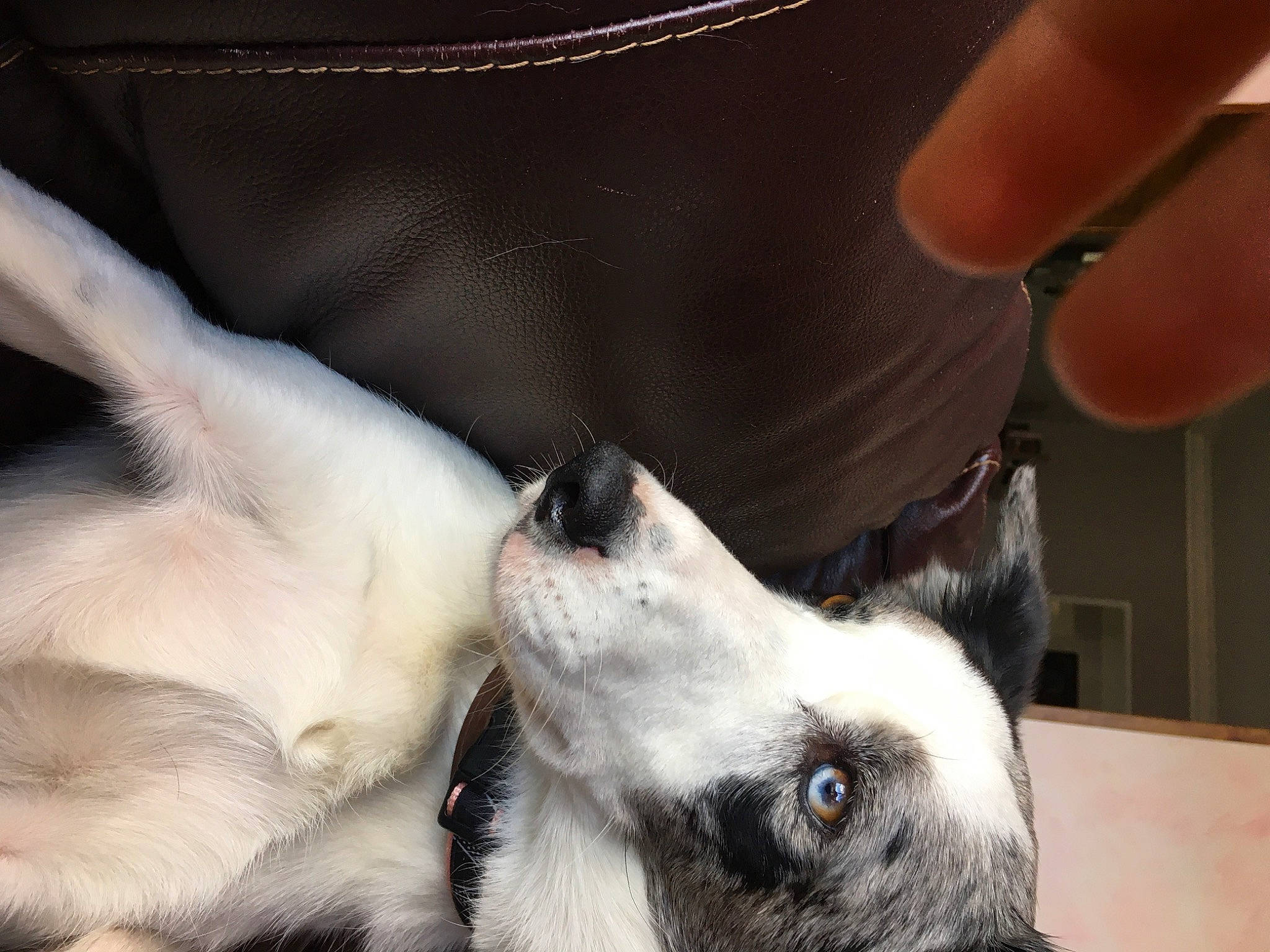 Naya participe au concours pour gagner de l'argent avec cette photo : canidae, carnivore, dog, dog_breed, ear, mammal, paw, snout, sporting_group, whiskers