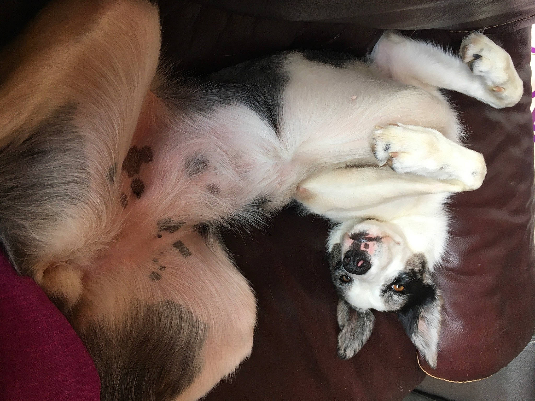 Naya participe au concours pour gagner de l'argent avec cette photo : australian_shepherd, canidae, carnivore, companion_dog, dog, dog_breed, fawn, fur, mammal, non_sporting_group, paw, puppy, puppy_love, sporting_group