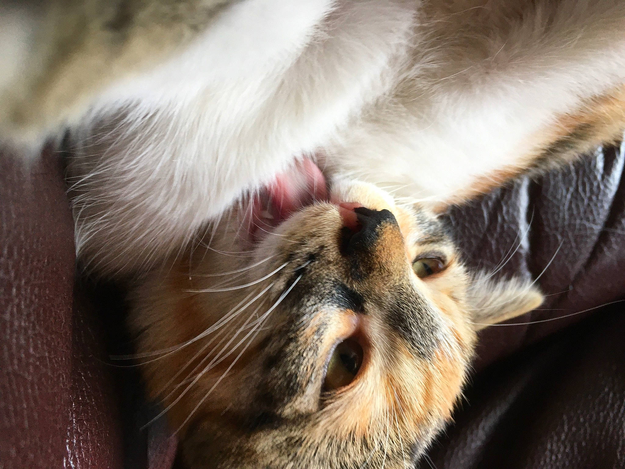 Crevette participe au concours pour gagner de l'argent avec cette photo : carnivore, cat, close_up, ear, eye, fawn, felidae, fur, nose, photography, small_to_medium_sized_cats, snout, tabby_cat, whiskers