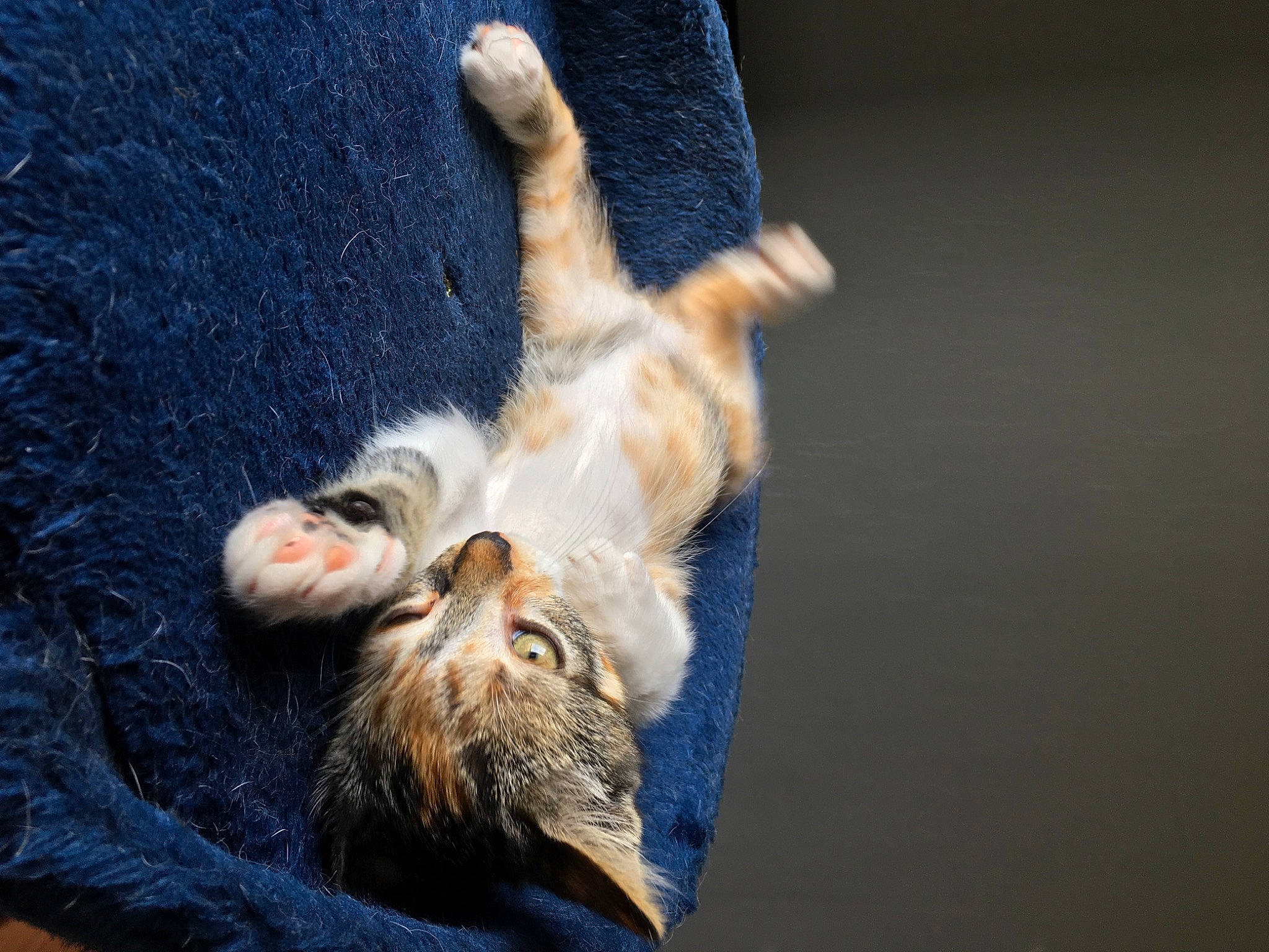 Crevette participe au concours pour gagner de l'argent avec cette photo : aegean_cat, carnivore, cat, claw, european_shorthair, fawn, felidae, fur, paw, polydactyl_cat, small_to_medium_sized_cats, tabby_cat, tail, whiskers