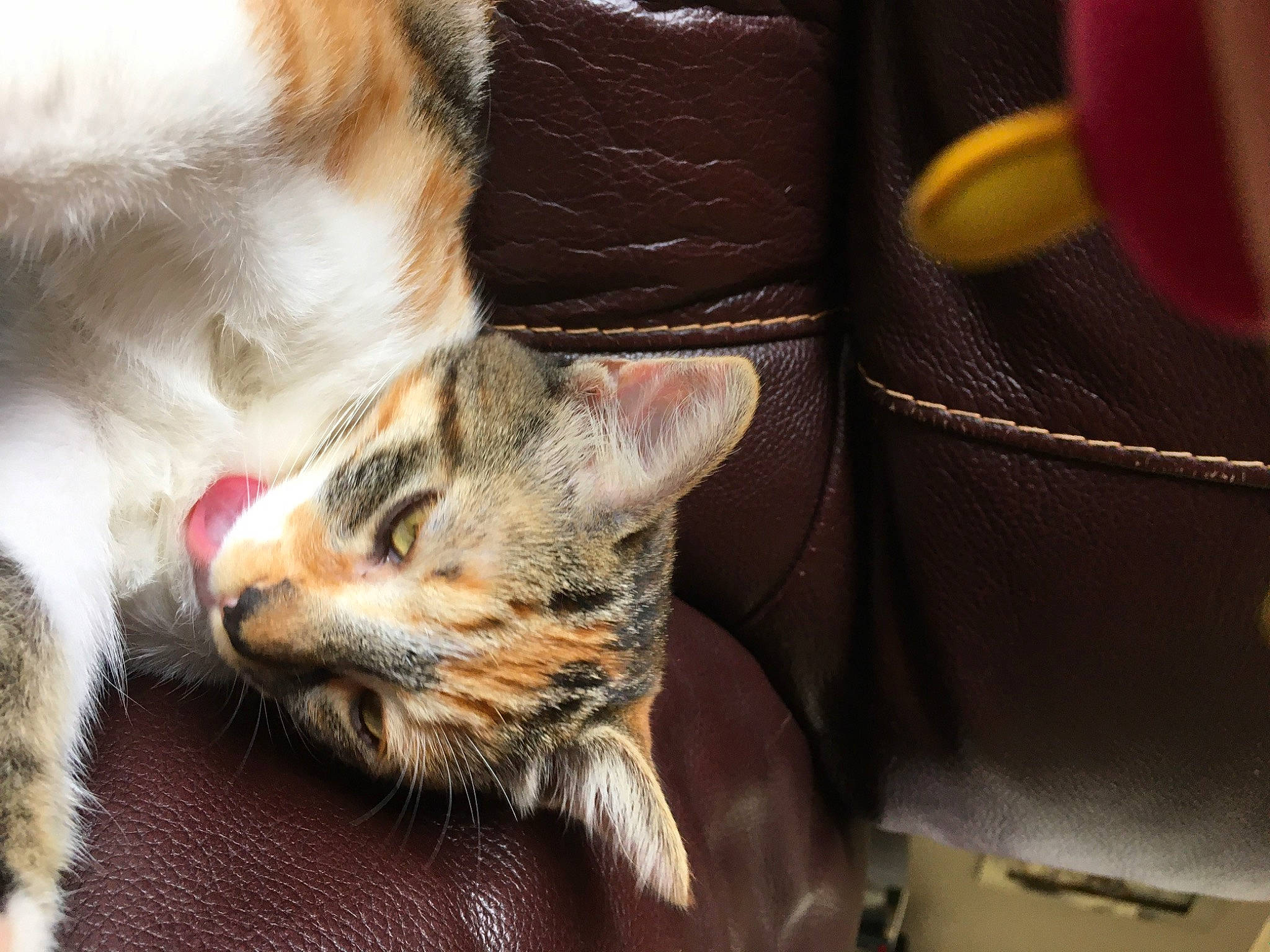 Crevette participe au concours pour gagner de l'argent avec cette photo : aegean_cat, american_shorthair, american_wirehair, asian, bengal, carnivore, cat, claw, domestic_short_haired_cat, dragon_li, european_shorthair, felidae, fur, kitten, paw, polydactyl_cat, small_to_medium_sized_cats, snout, tabby_cat, whiskers