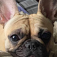 Buster is registered to the contest to win money with this photo: animal, blanket, close_up, companion, couch, cozy, cute, dog, ears, eyes, face, french_bulldog, fur, indoor, nose, pet, portrait, resting, snout, wrinkles
